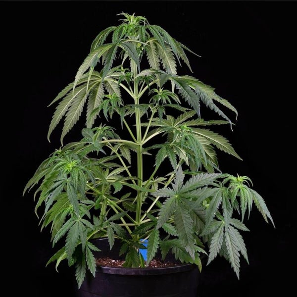 Girl scout Cookies automatik