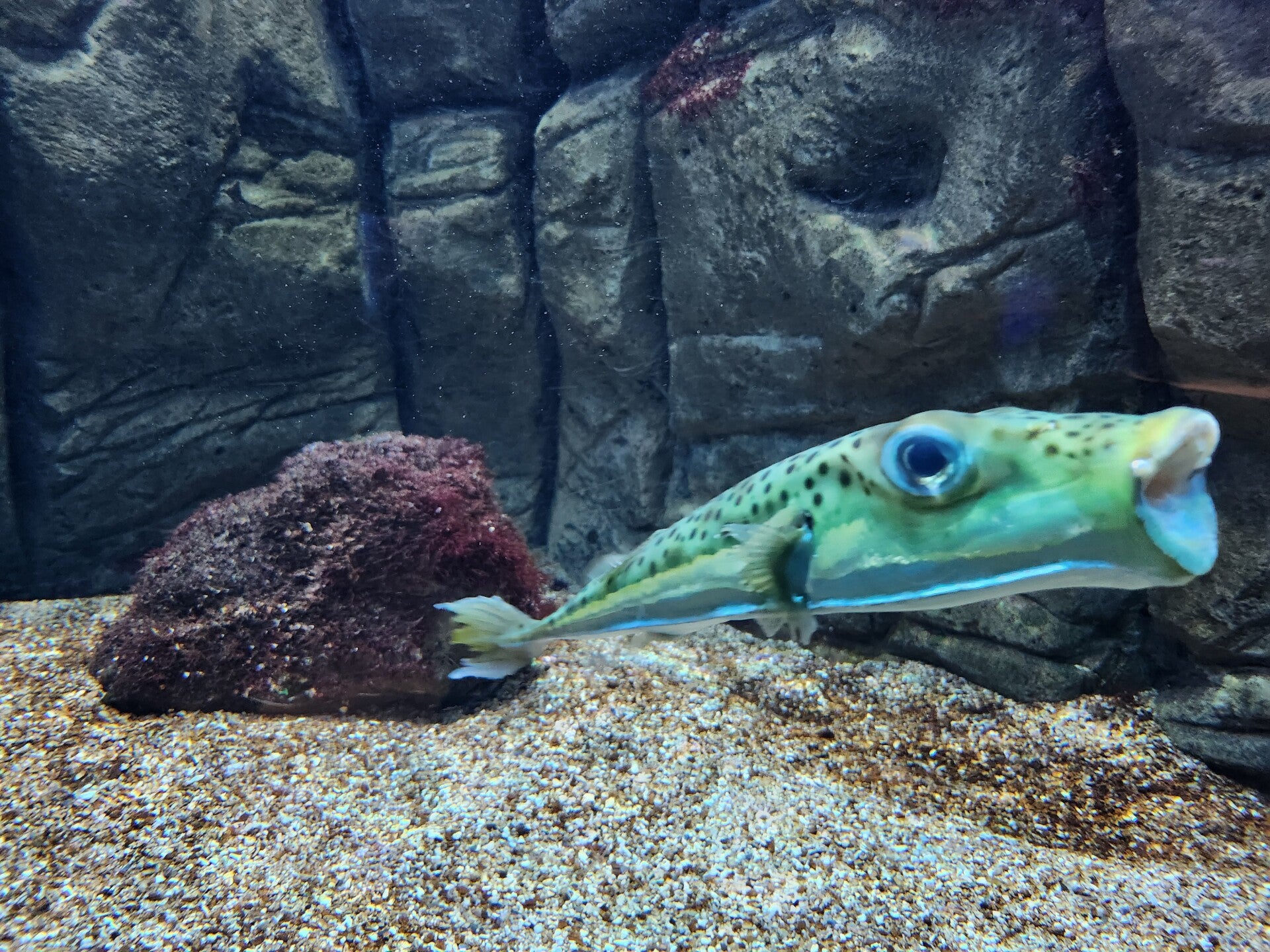 Hasenkopf-Kugelfisch, durch den Suezkanal ins Mittelmeer eingewandert