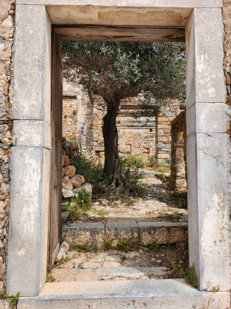 Olivenbaum in einem der osmansichen Häuser von Spinalonga 
