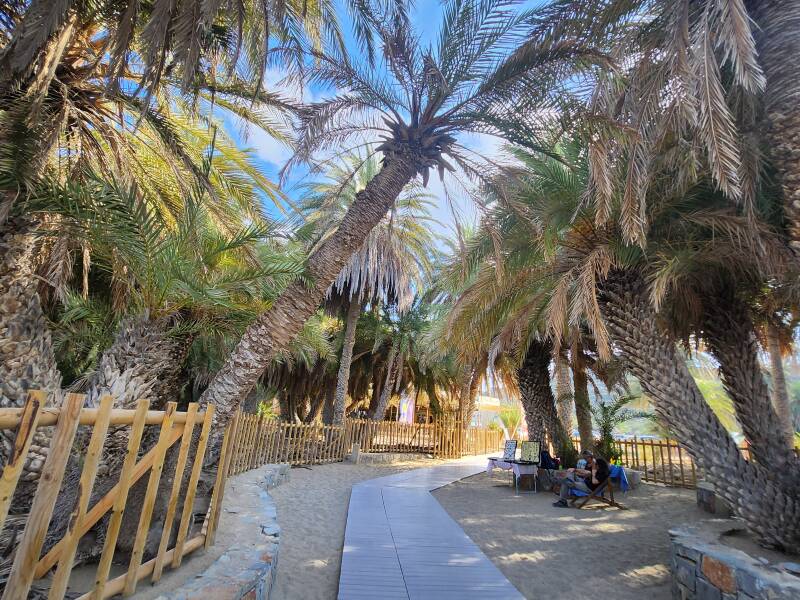 Palmen von Vai Beach, jetzt eingezäunt