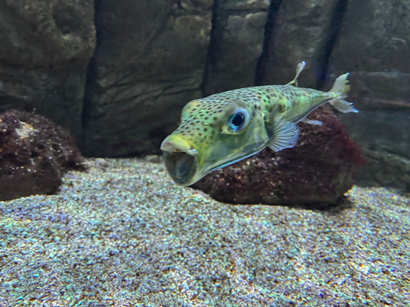 Hasenkopf-Kugelfisch, durch den Suezkanal ins Mittelmeer eingewandert