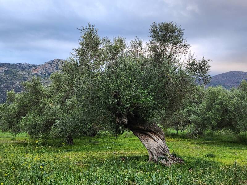 Ziegn und Schafe wandern oft unbeschränkt auch Kretas Hochweiden