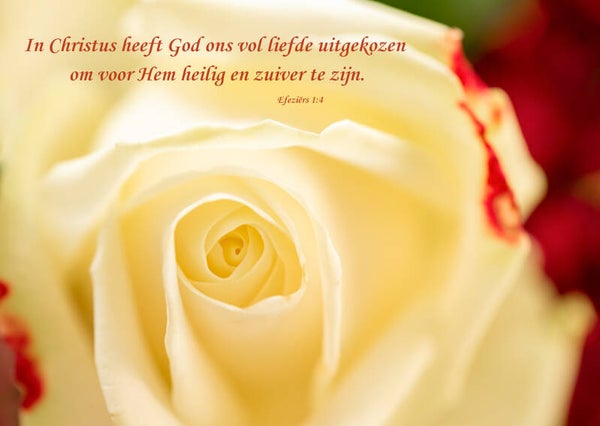 In Christus heeft God ons vol liefde uitgekozen