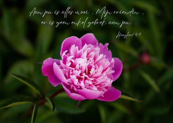 Aan jou is alles mooi