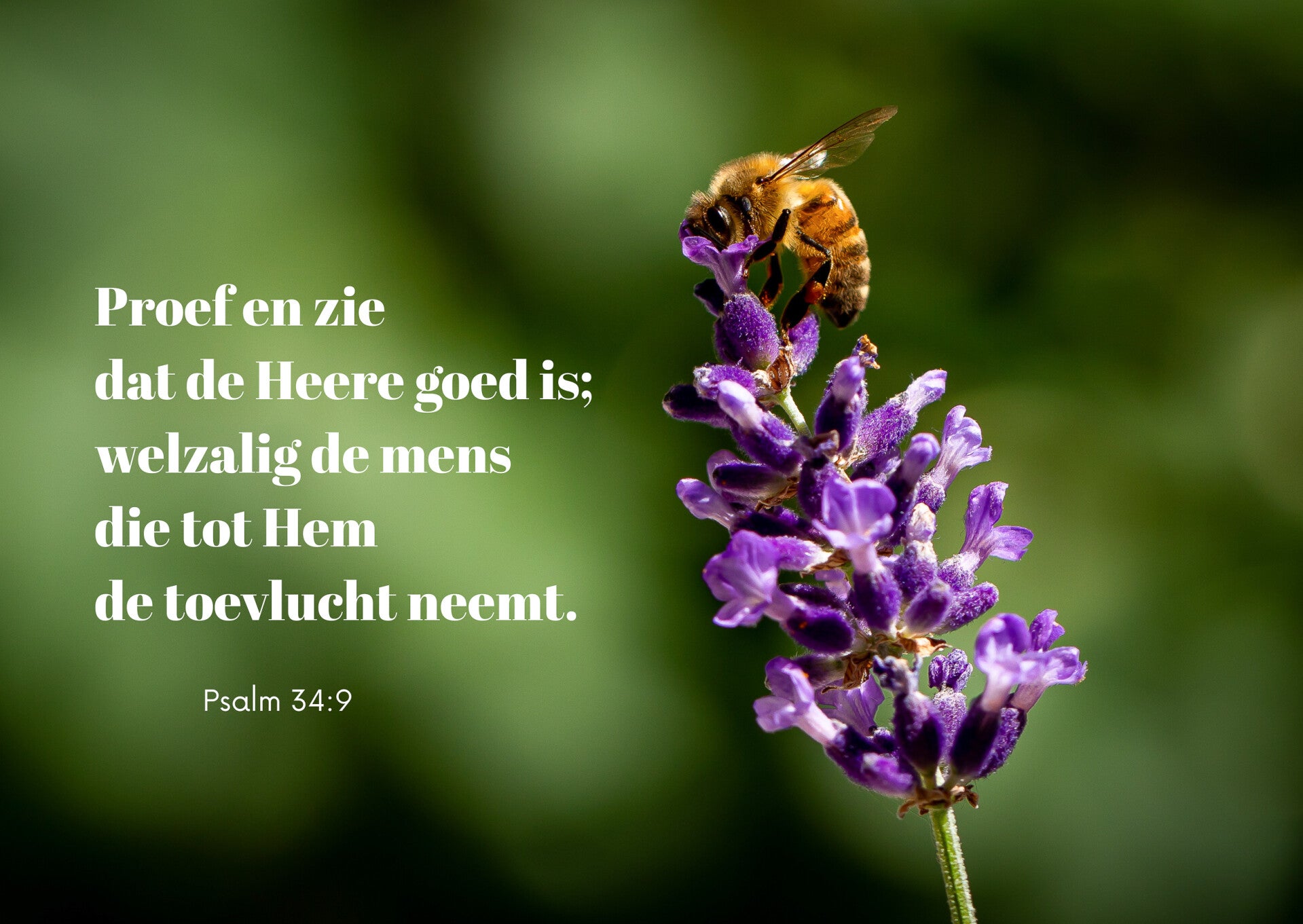 Proef en zie dat de Heere goed is