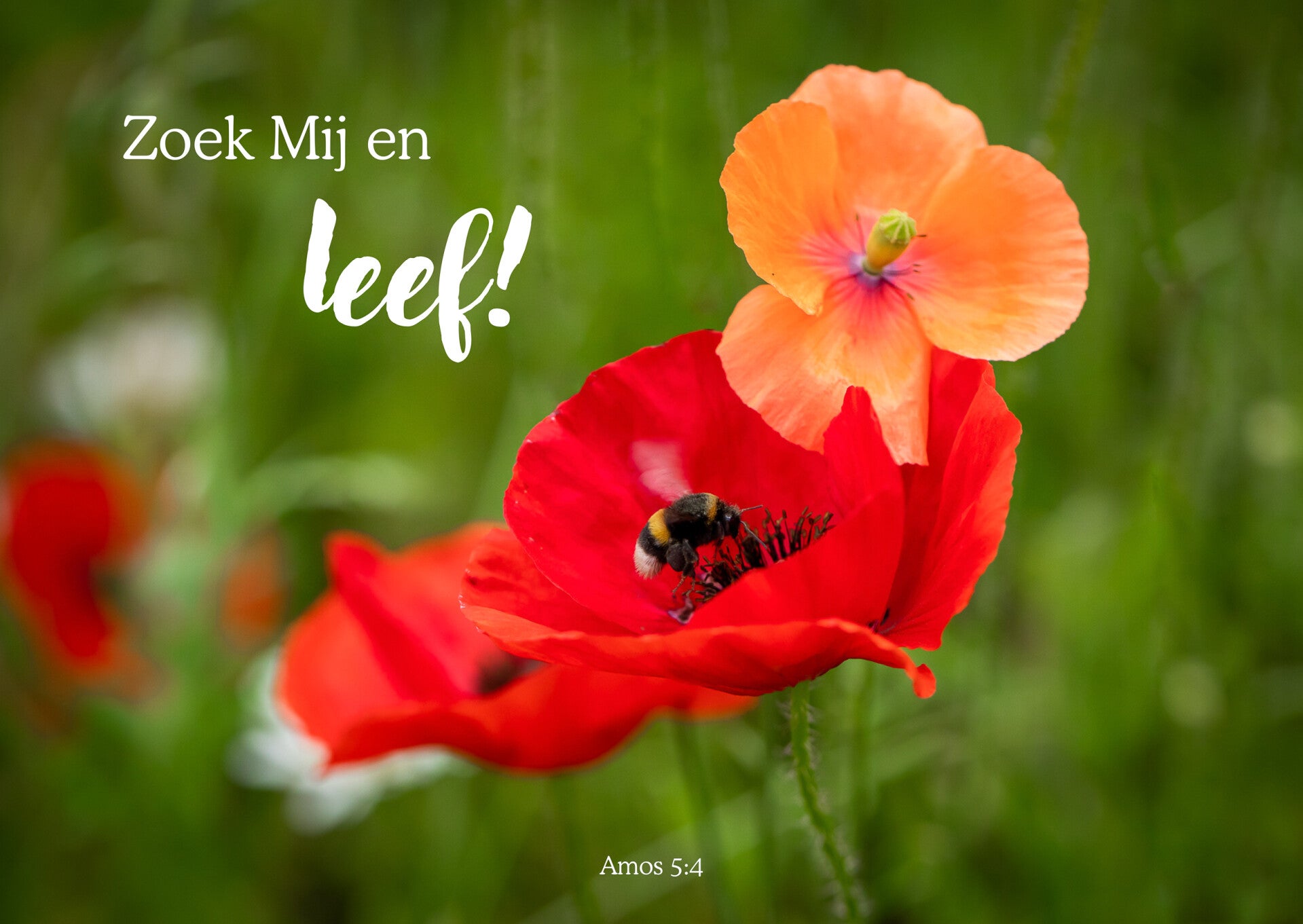 Zoek Mij en leef!