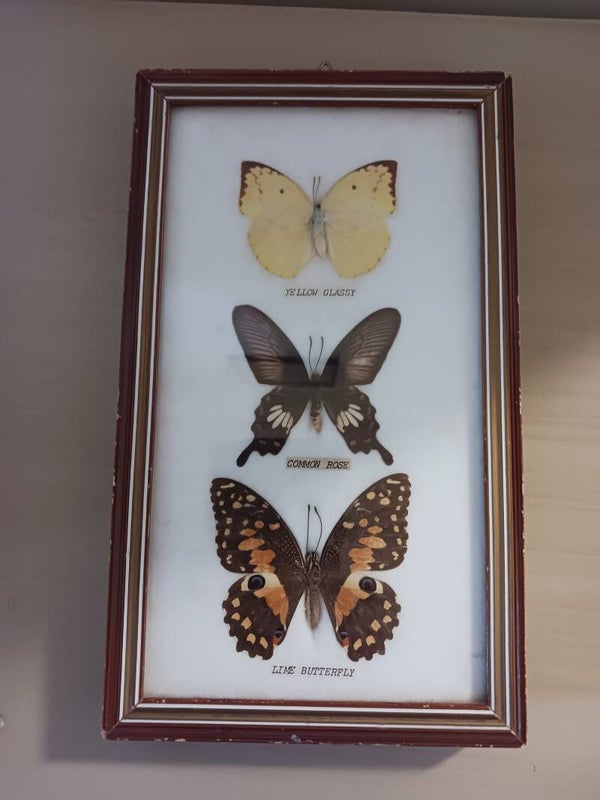 Papillons sous verre .