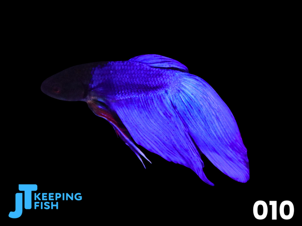 Betta Male Super Delta - Siamese Kempvis (010)