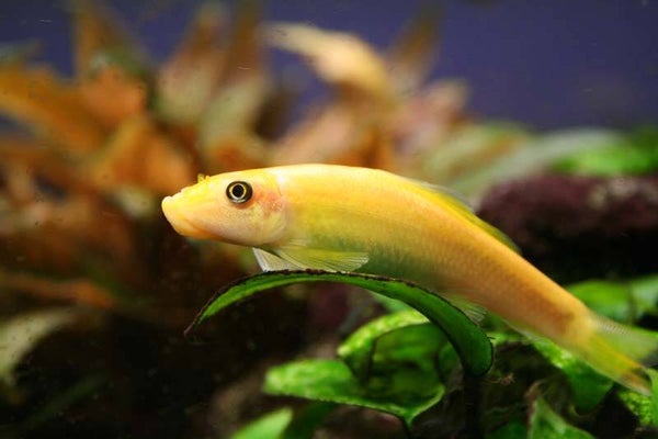 Gyrinocheilus Aymonieri Gold - Chinese Algeneter Goud