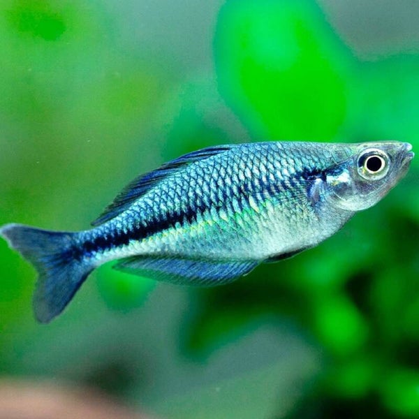 Melanotaenia Lacustris - Blauwe Regenboogvis