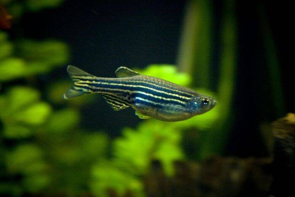 Brachydanio Rerio - Zebra Danio