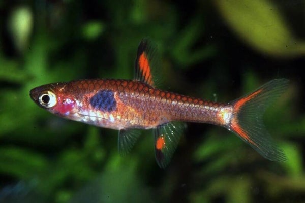 Boraras Naevus Sp. Strawberry