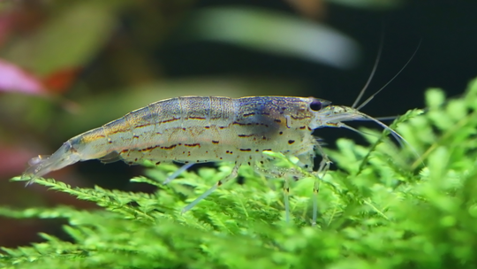 Caridina Japonica - Japonica Garnaal