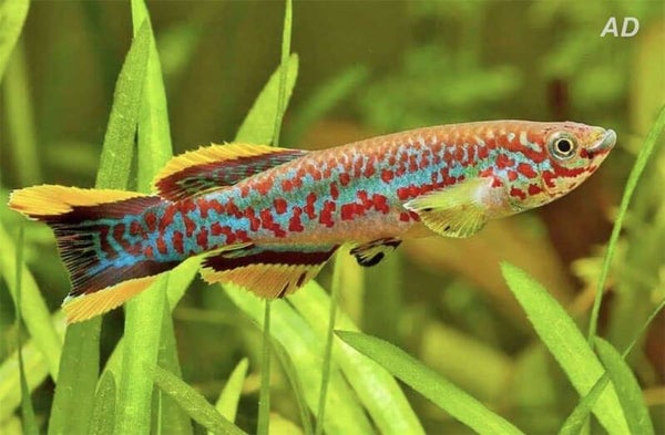 Fundulopanchax Gardneri - Gardneri Killivis