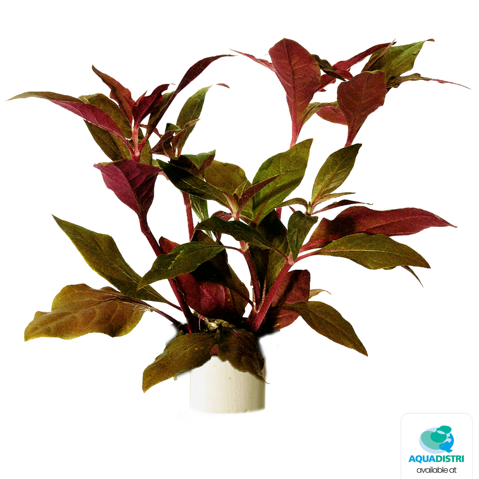 Alternanthera Cardinalis Eco Bos