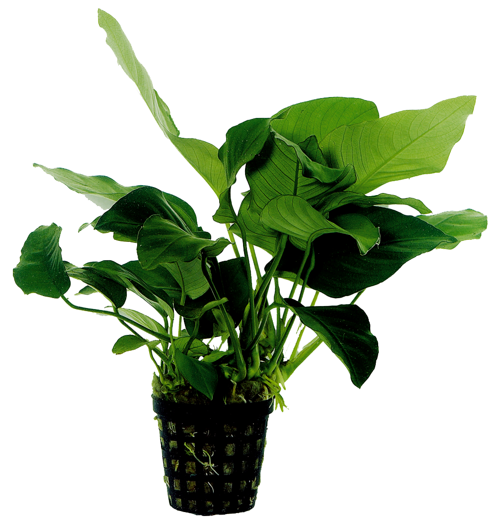 Anubias Barteri Nana