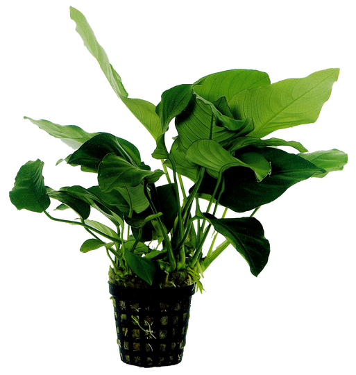 Anubias Barteri Nana