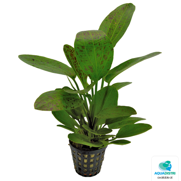 Echinodorus Ozelot Green