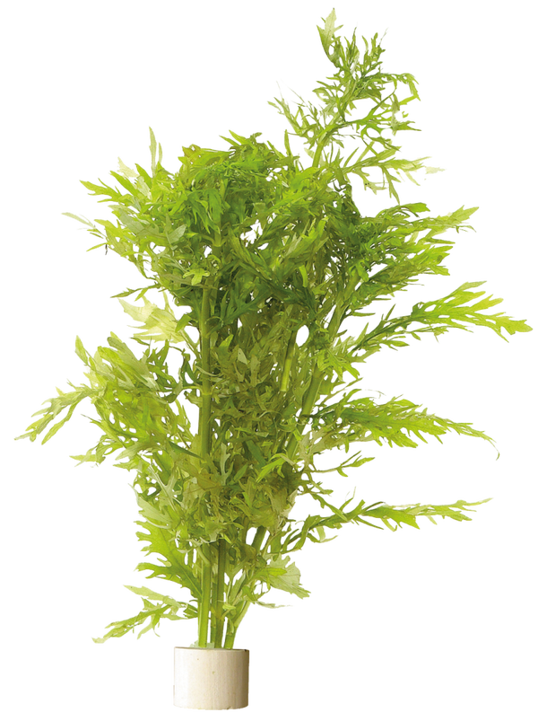 Hygrophila Difformis