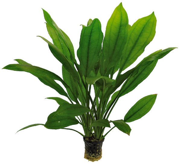 Echinodorus Bleheri