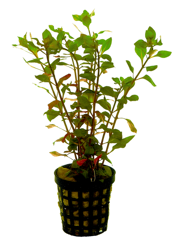 Ludwigia Palustris Rood