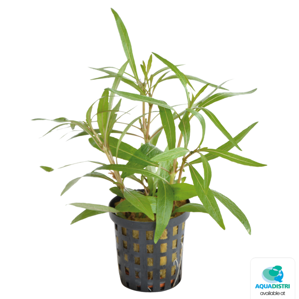 Hygrophila Lancea