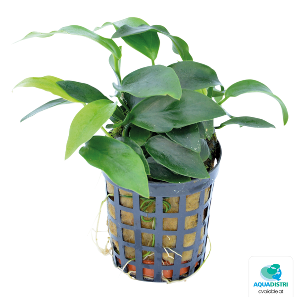 Anubias Nana Mini