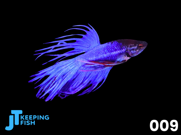 Betta Male Crowntail - Siamese Kempvis (009)