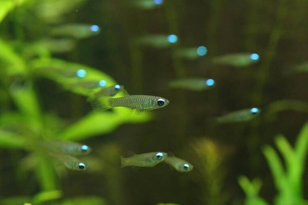 Aplocheilichtys Normani - Blauwoogje