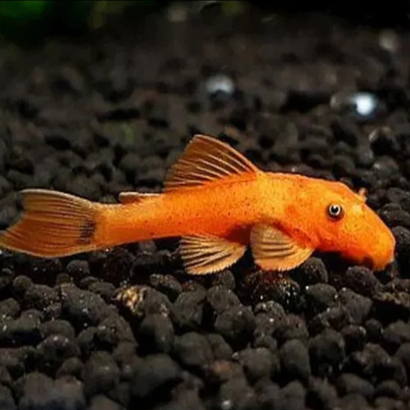 Ancistrus Super Red - Super Red Algeneter