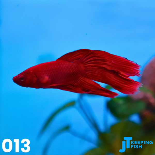 Betta Male Veiltail - Siamese Kempvis (013)