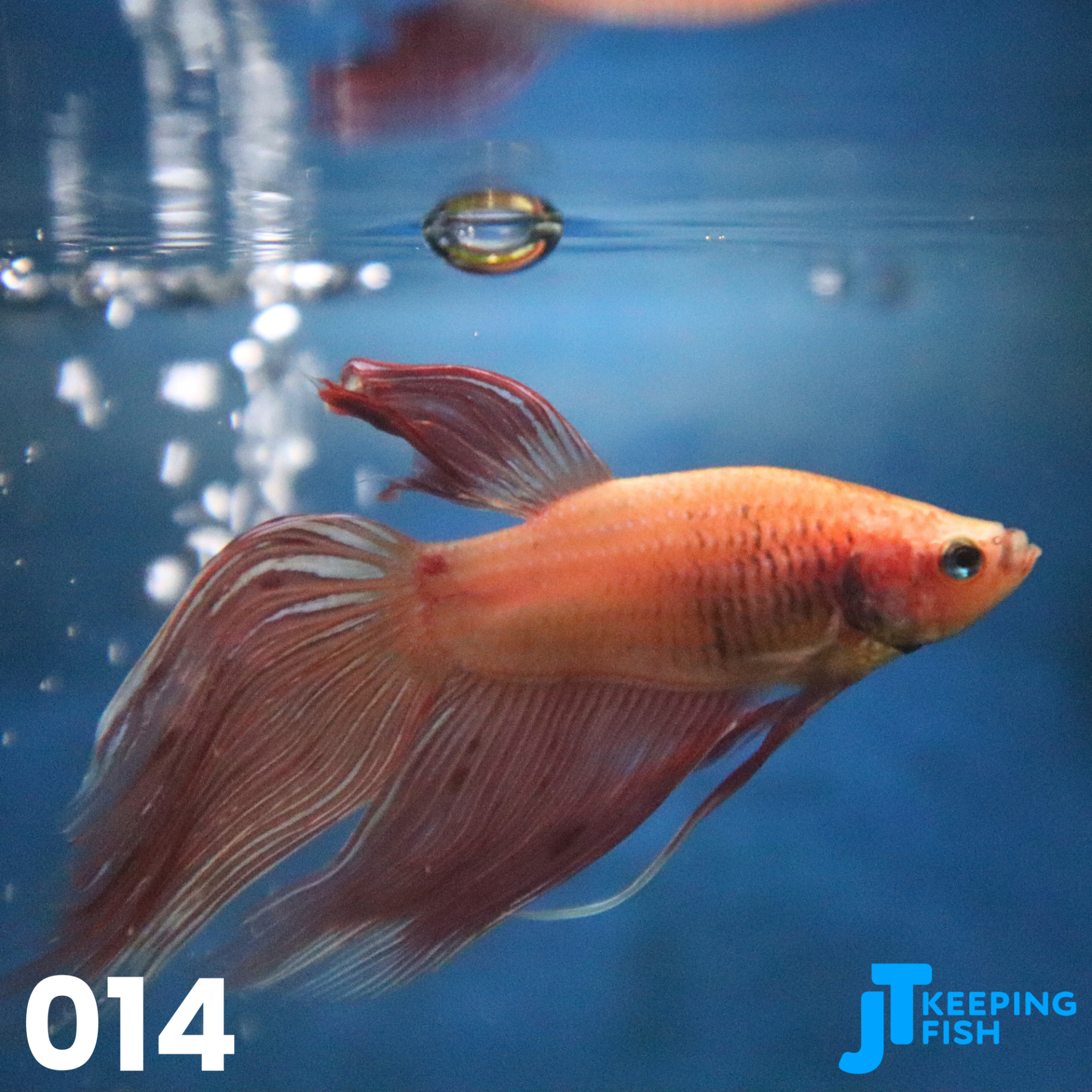 Betta Male Veiltail - Siamese Kempvis (014)