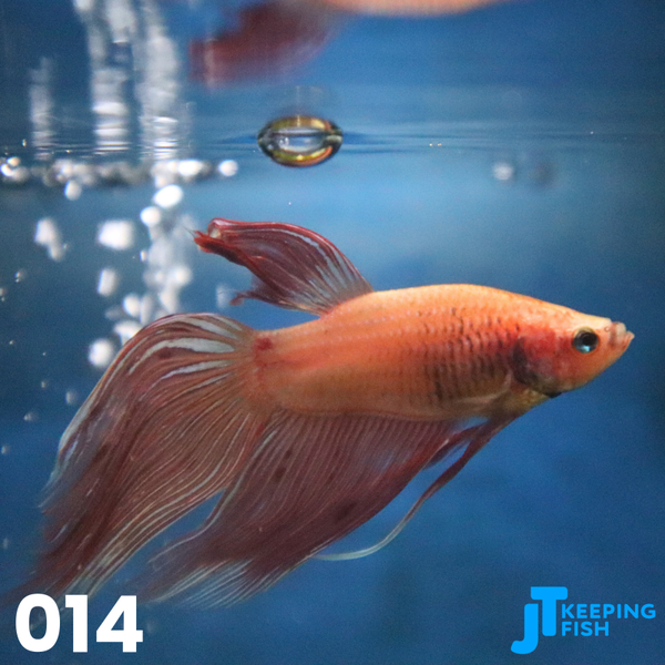 Betta Male Veiltail - Siamese Kempvis (014)