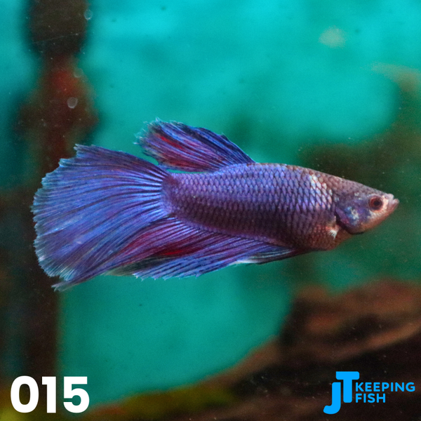 Betta Male Super Delta - Siamese Kempvis (015)
