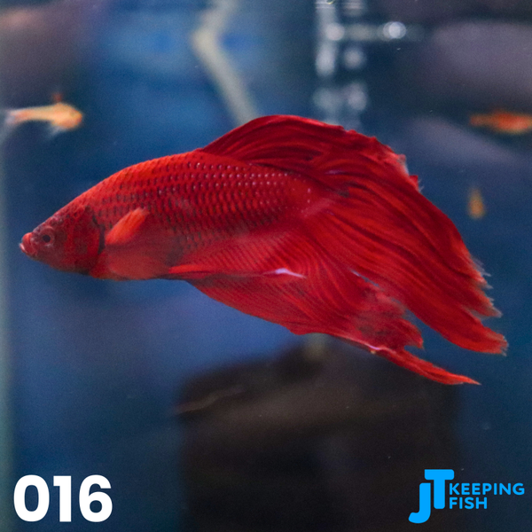 Betta Male Super Delta - Siamese Kempvis (016)