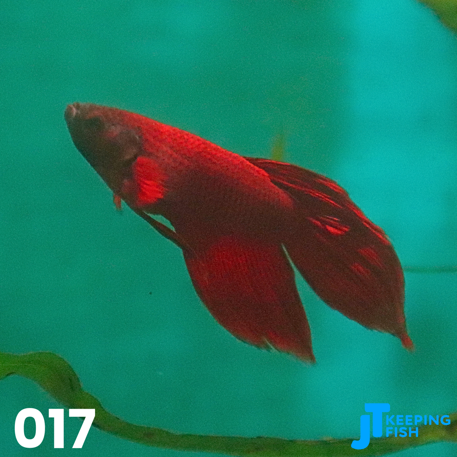 Betta Male Veiltail - Siamese Kempvis (017)