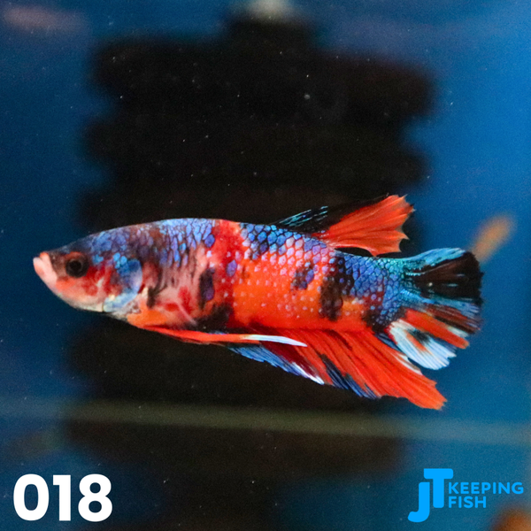 Betta Male Plakat - Siamese Kempvis (018)