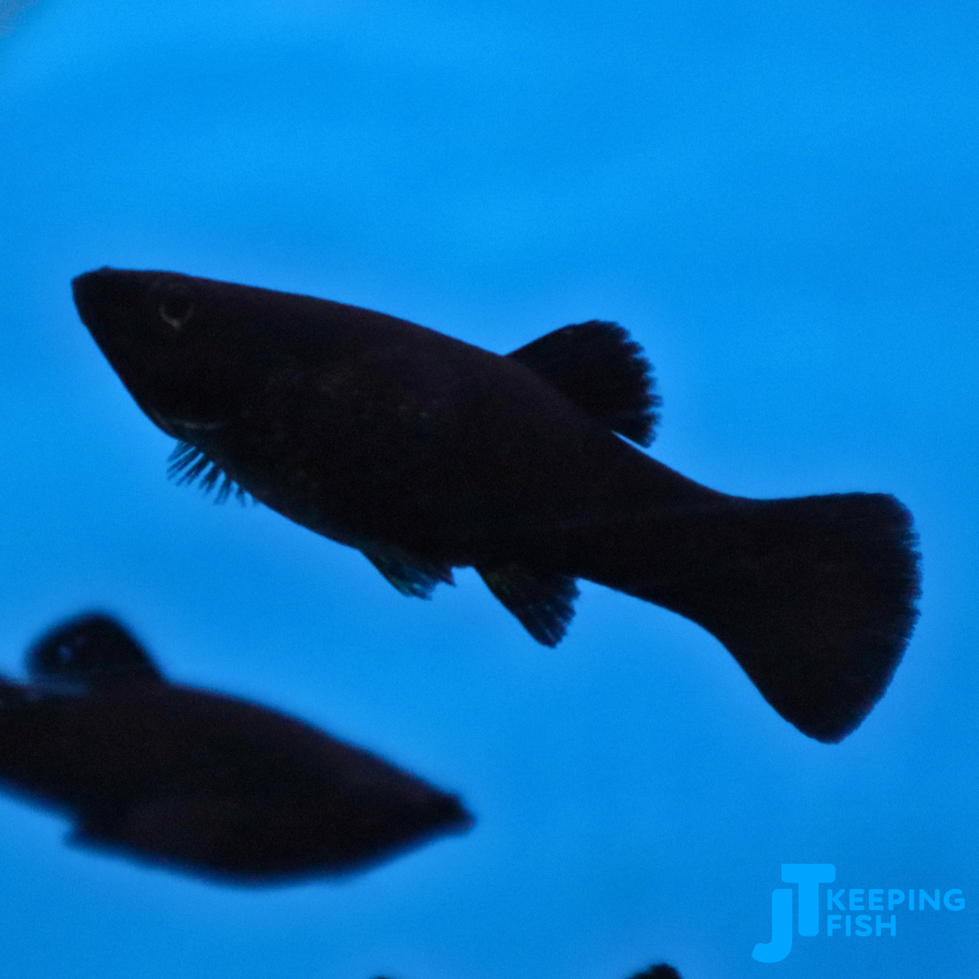 Poecilia Sphenops - Black Molly