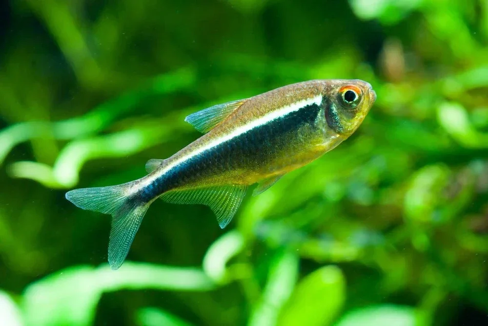 Hyphessobrycon Herbertaxelrodi - Zwarte Neon Tetra