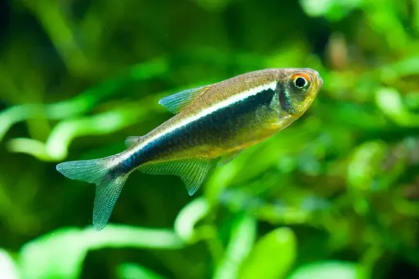 Hyphessobrycon Herbertaxelrodi - Zwarte Neon Tetra