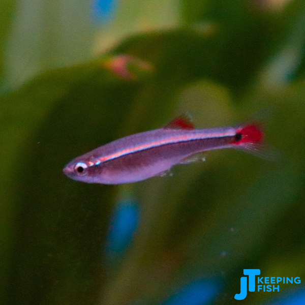 Tanichtys Albonubes - Chinese Danio