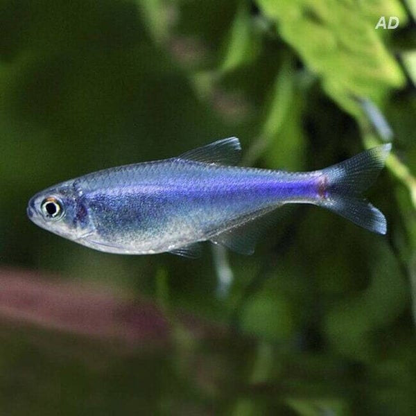 Boehlkea Fredcochui - Blauwe Tetra