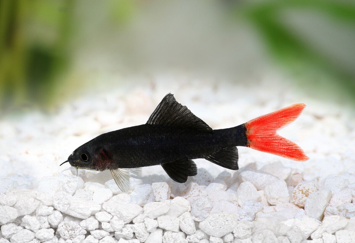 Epalzeorhynchus Bicolor - Vuurstaart Labeo