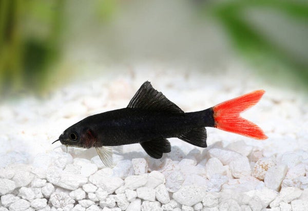 Epalzeorhynchus Bicolor - Vuurstaart Labeo