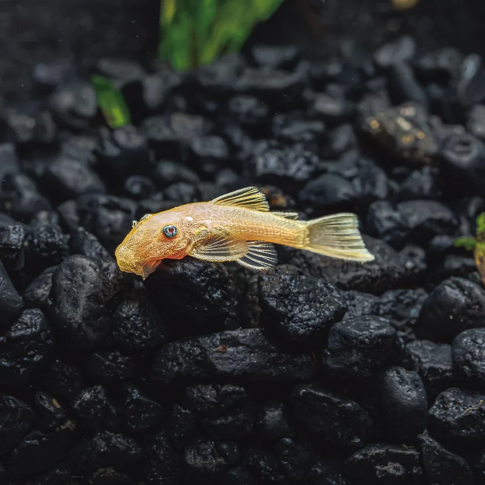 Ancistrus Lemon Blue Eye - Lemon Blue Eye Algeneter