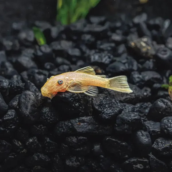 Ancistrus Lemon Blue Eye - Lemon Blue Eye Algeneter