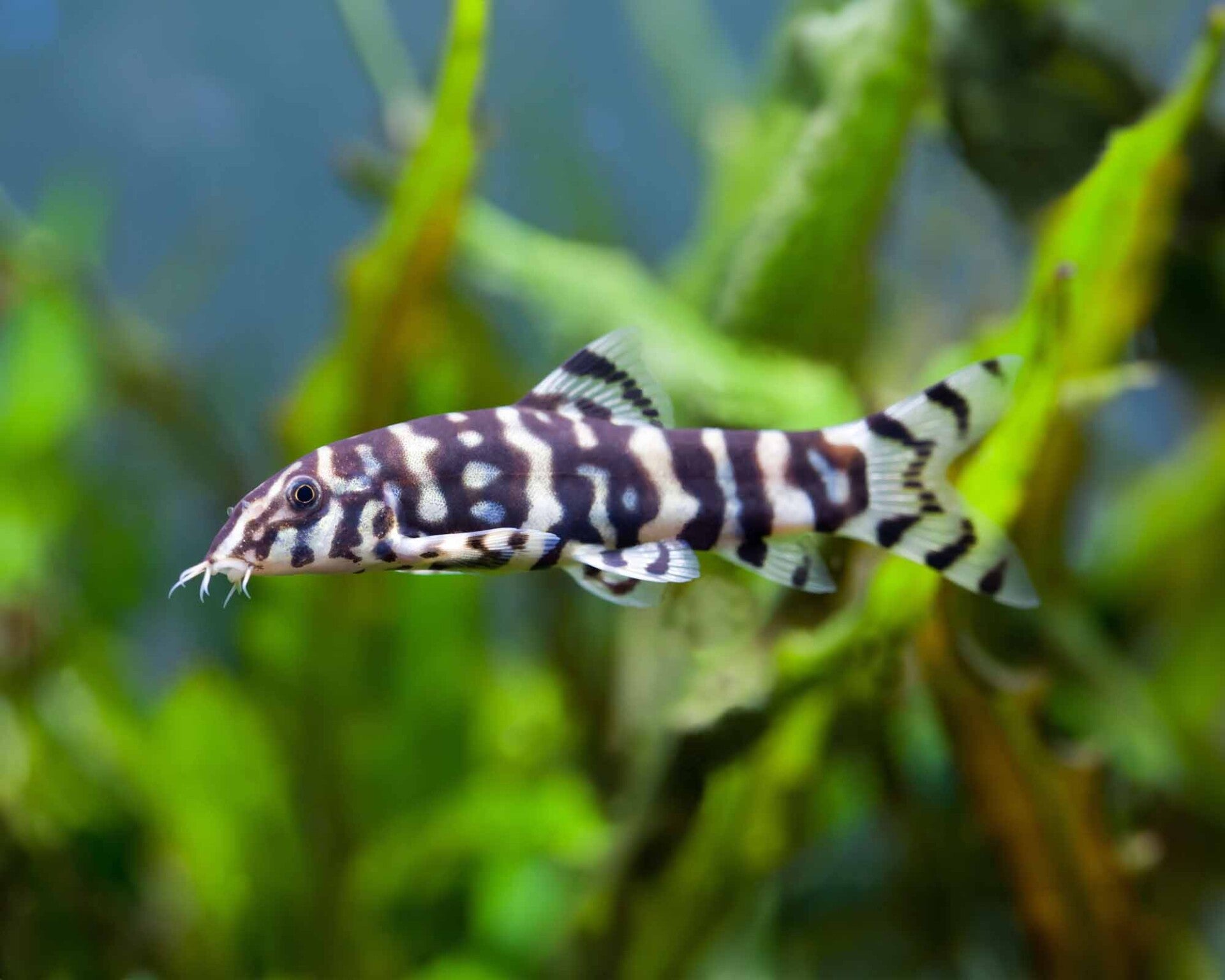 Botia Lohachata - Yoyo Loach