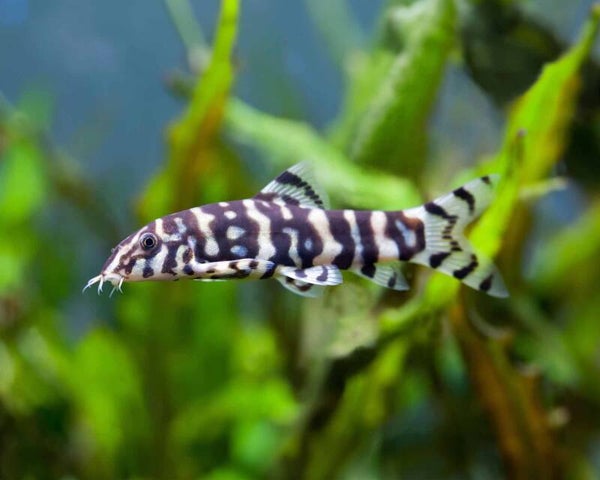 Botia Lohachata - Yoyo Loach