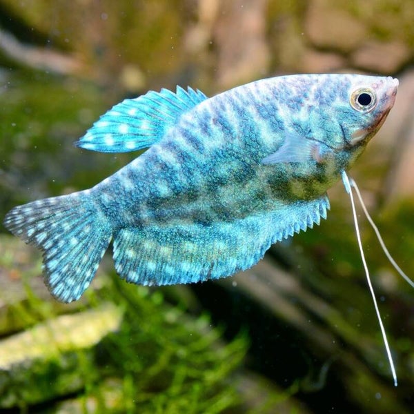 Trichopodus Trichopterus Cosby - Blauwe Gourami