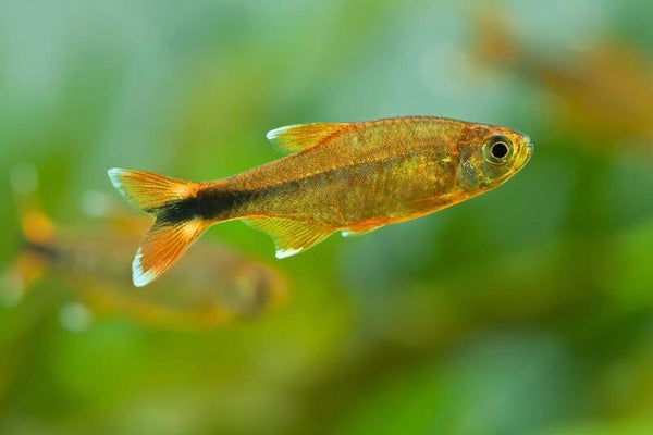 Hasemania Nana - Koperzalm